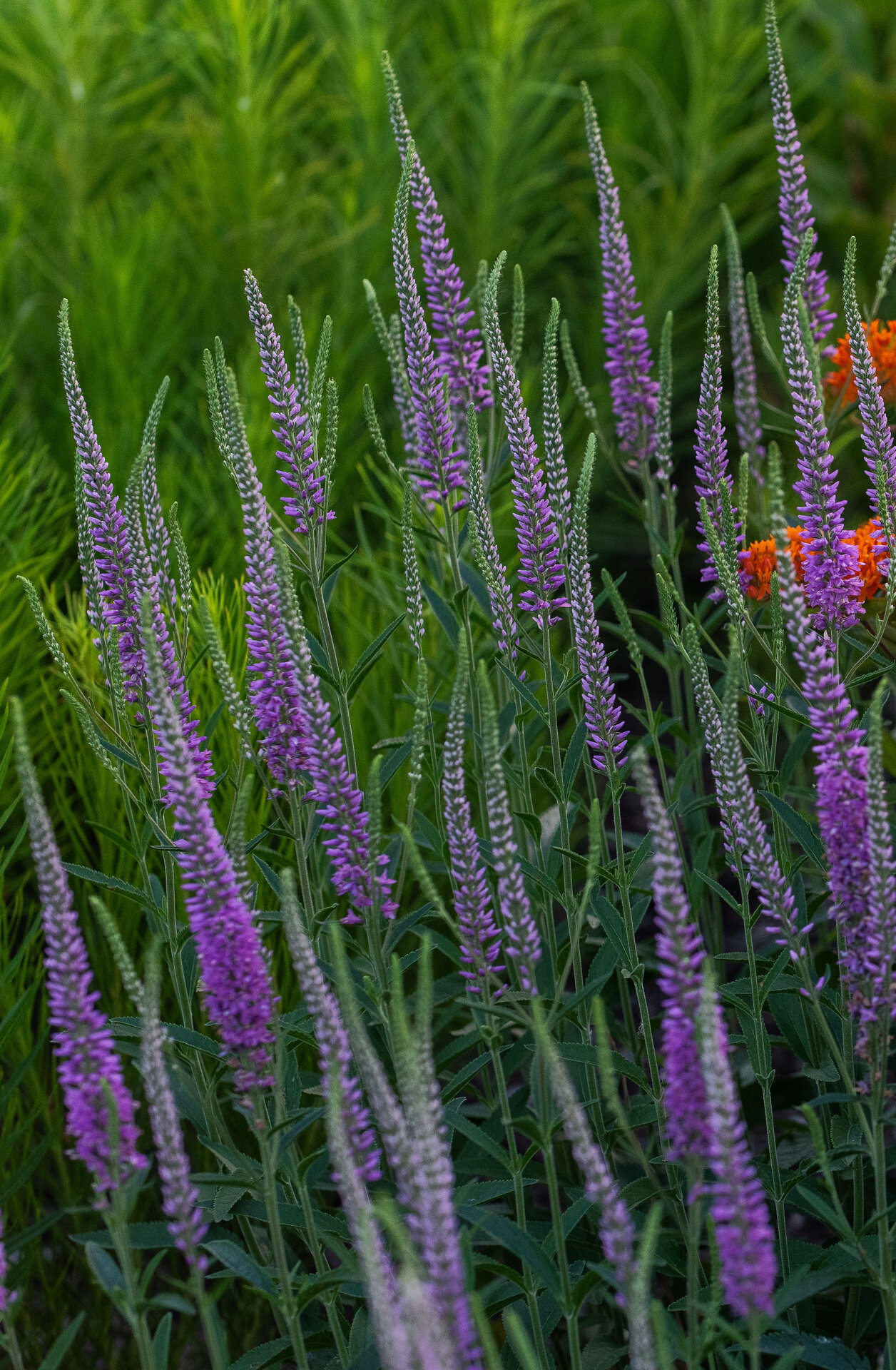 Veronica 'Goodnight Irene'